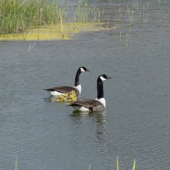 Young Canada Goose Family